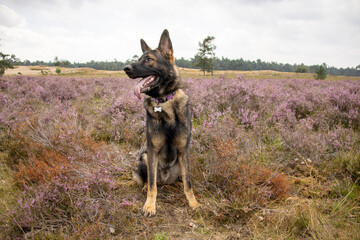 Mooie herder; mooie heide