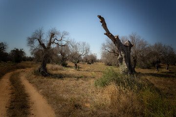 Xylella nel Salento