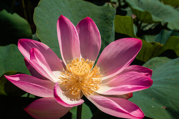 pink lotus in green thickets