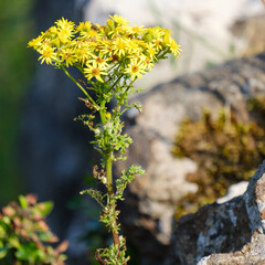 Wild Flowers at Black Glen Coast, Northern Ireland, UK