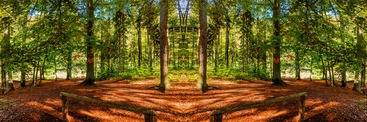 Colorful forest panorama in autumn. Big panoramic image