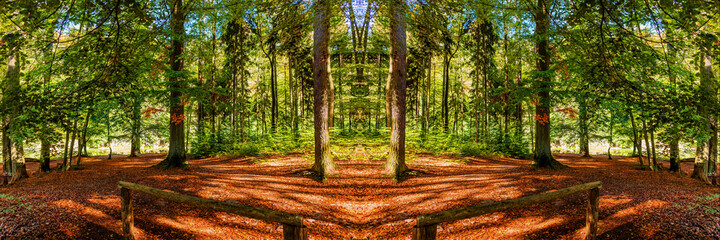 Colorful forest panorama in autumn. Big panoramic image