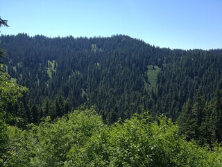 Forest mountain landscape blue sky