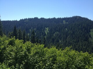 Forest mountain landscape blue sky