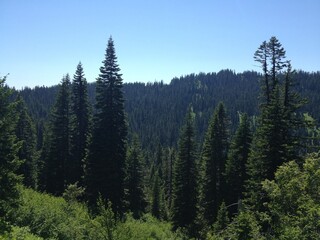 Forest mountain landscape blue sky