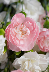 beautiful carnations on dark wooden surface