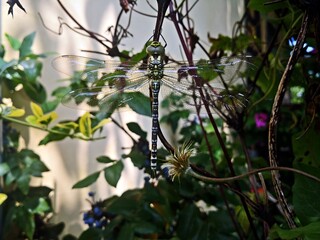 Dragonfly on a leaf in the garden