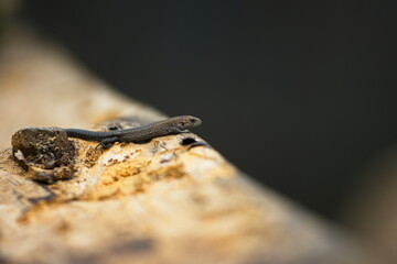 Lizard on an old board. Close-up. Lizard on the edge of an old dry log.
