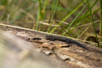 Lizard on an old board. Close-up. Brown lizard on a dry tree in the grass.