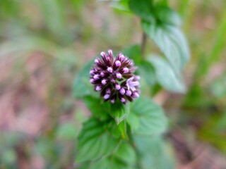 Fleur de menthe sauvage.