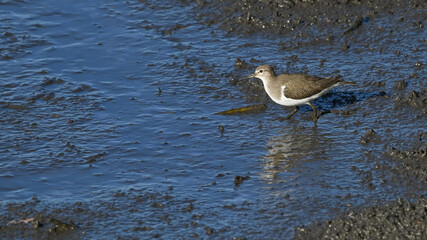 Piro piro piccolo posato sulla sabbia del fiume in cerca di cibo