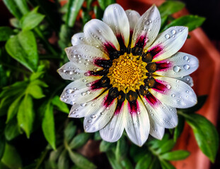 Isolated, close-up image of white & pink petals of Gazania flower.