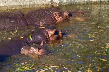 Fototapeta premium A large fat adult hippoin water with his little cub in a park in nature during the day