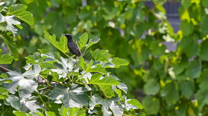 Storni posati tra i rami degli alberi nel mese di maggio