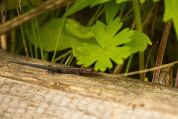Lizard on an old board. Close-up. Brown lizard on a log under the grass.