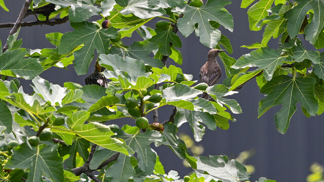 Storni posati tra i rami degli alberi nel mese di maggio
