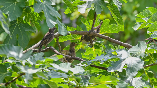 Storni posati tra i rami degli alberi nel mese di maggio