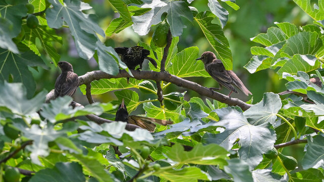 Storni posati tra i rami degli alberi nel mese di maggio