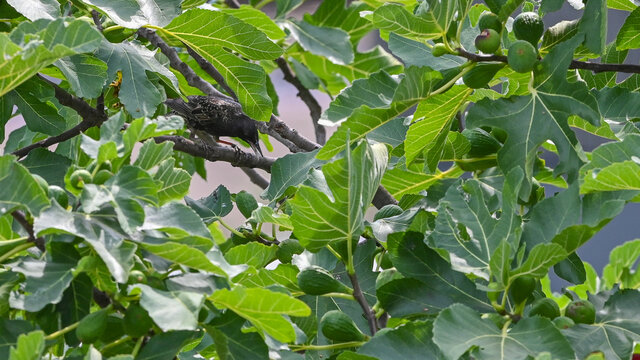 Storni posati tra i rami degli alberi nel mese di maggio