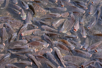 Tilapia, valuable fish, tasty food, the market needs economic value. It was raised in a pond and fed the pellets to grow faster. Suitable for farming in the agricultural industry.
