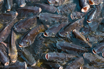 Tilapia, valuable fish, tasty food, the market needs economic value. It was raised in a pond and fed the pellets to grow faster. Suitable for farming in the agricultural industry.
