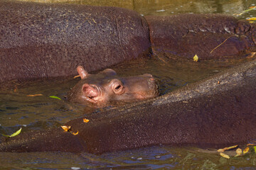 Fototapeta premium A large fat adult hippoin water with his little cub in a park in nature during the day