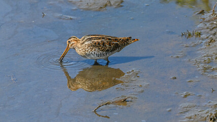 Beccaccino, limicolo durante la migrazione, che cerca cibo sulla spiaggia