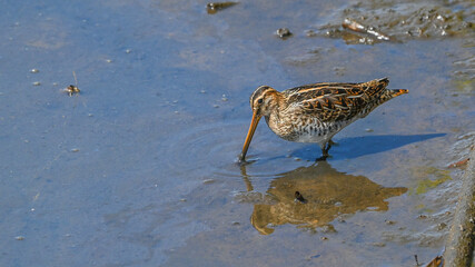 Beccaccino, limicolo durante la migrazione, che cerca cibo sulla spiaggia