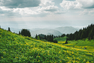 Mountain fields and meadows with yellow flowers in Kazakhstan near the city of Almaty