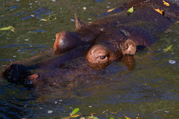 hippopotamus in water