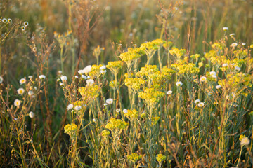Obraz premium Helichrysum arenarium, dwarf everlast, immortelle yellow flowers