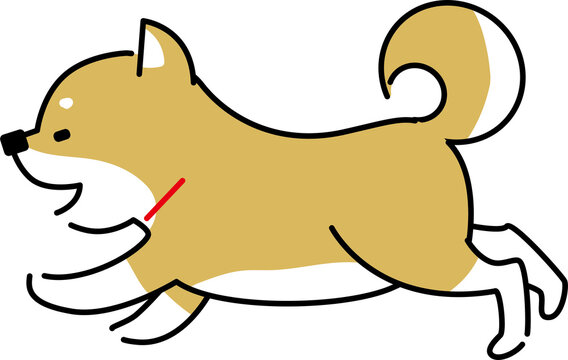 楽しそうに走る柴犬