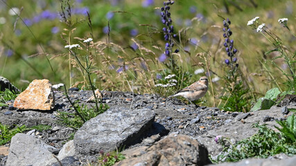 Culbianco, uccello posato sul sasso in alta montagna in agosto