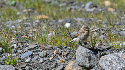 Culbianco, uccello posato sul sasso in alta montagna in agosto