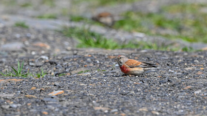 Fanello, uccello posato sul terreno in montagna, in cerca di cibo