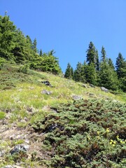 mountain range blue sky forest