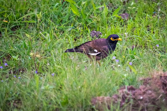 Close up,isolated image of Common Myna bird in open area on a hill in Pune,India.