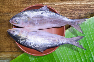 National fish of Bangladesh Hilsa Fish. Popular Ilish fish of Southeast Asia. 2 Hilsa fish in a clay pot with banana leaves.