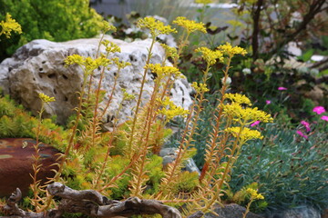 Beautiful summer landscape