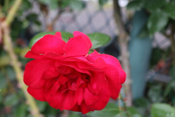 道端に咲くバラ