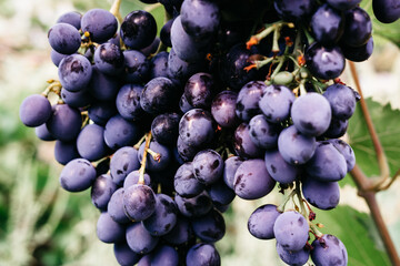 Ripe red grapes hang in a cluster on a green vine in the vineyard. Black maiden grapes, large...