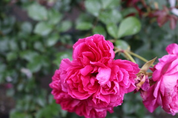 道端に咲くバラ