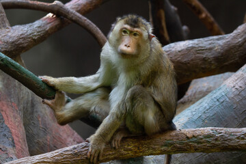 long macaque