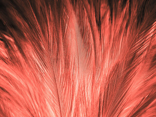 Beautiful abstract orange color and white feathers on white background, soft brown feather texture on white pattern background, yellow feather background