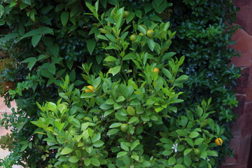 Still life with whole and sliced lemon on white background