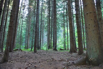 HDR photography of wild forest