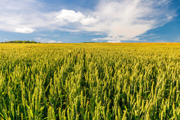 Scenic view at beautiful summer day in a wheaten shiny field with golden wheat and sun rays, deep blue cloudy sky and road, rows leading far away, valley landscape