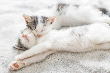 Fototapeta na wymiar Two cute white and grey kittens sleeping together on cozy blanket. Adorable kittens sleeping on soft bed in morning light. Furry family in new home, adoption concept