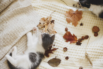 Adorable kitten playing with autumn leaves and acorns on soft blanket. Autumn cozy mood. Cute white and grey kitty playing with fall decorations on bed in room