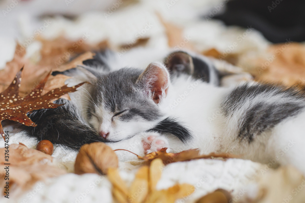 Wall mural Autumn cozy mood. Adorable kittens sleeping in autumn leaves on blanket. Two cute white and grey kittens cuddling and snoozing in fall decorations on soft bed.